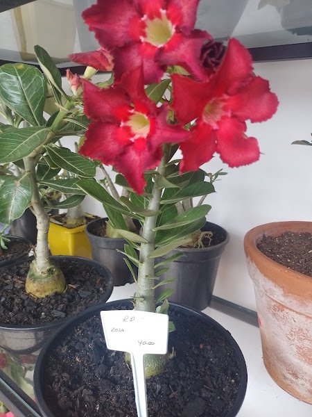 Yas Flores e plantas